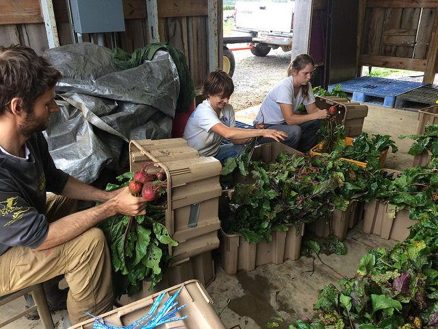 UK SAG students working at South Farm as part of the summer 2016 apprenticeship.